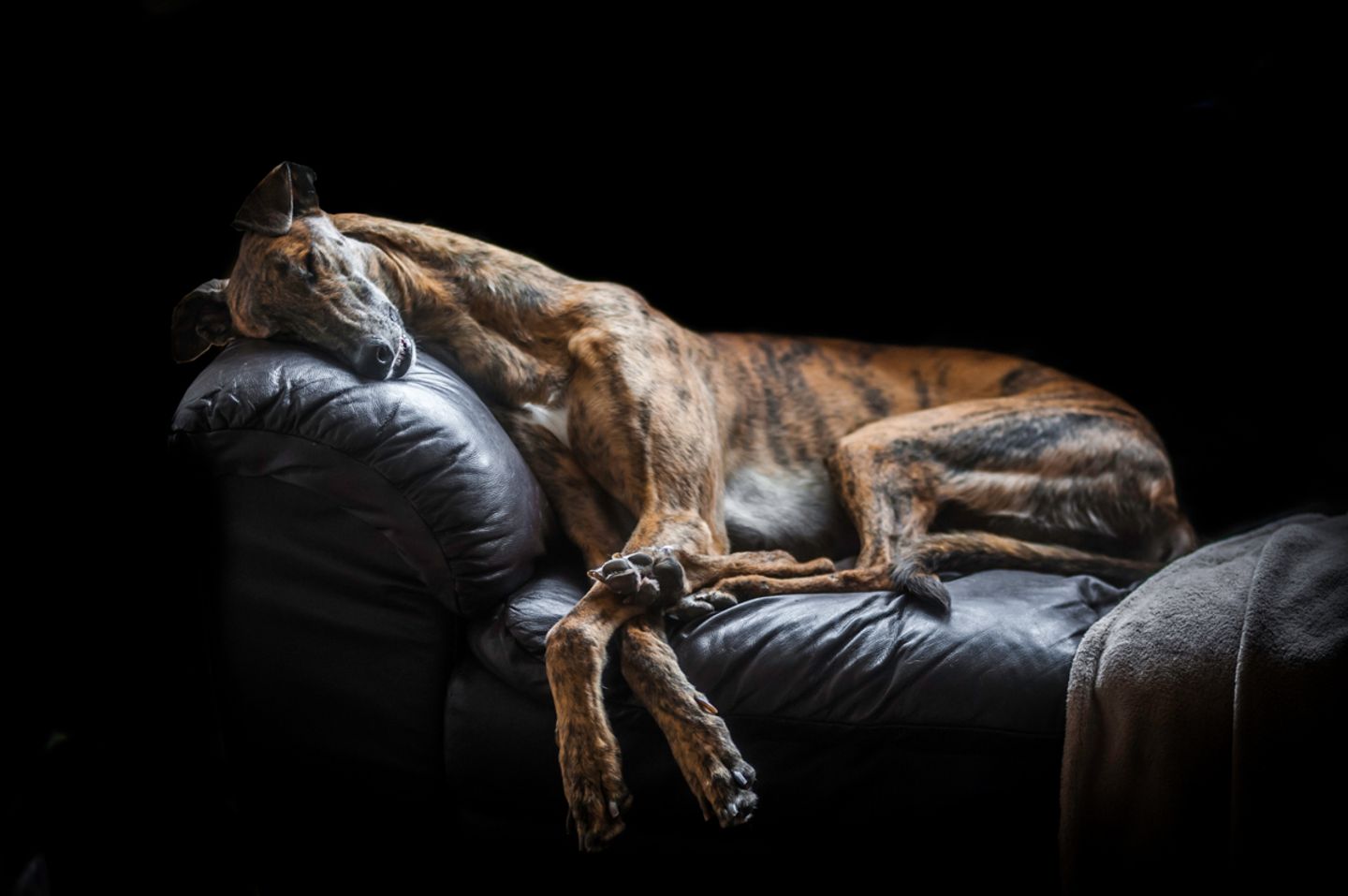 Hund