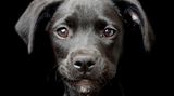 Hund
