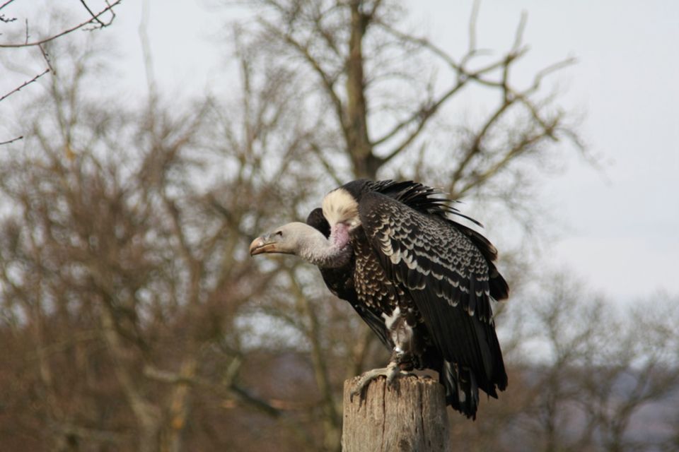 Greifvögel: Geier - [GEOLINO]