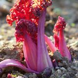 Meerkohl in der Erde