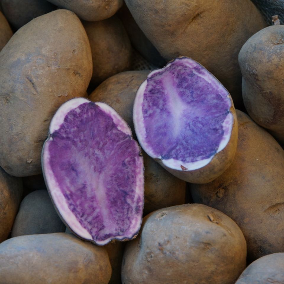 Kartoffel "Blauer Schwede"