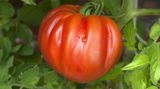 Ochsenherztomate am Strauch