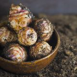 Topinambur in der Schale