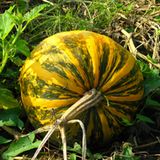 Steirischer Ölkürbis