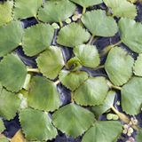 Wassernuss, Trapa natans