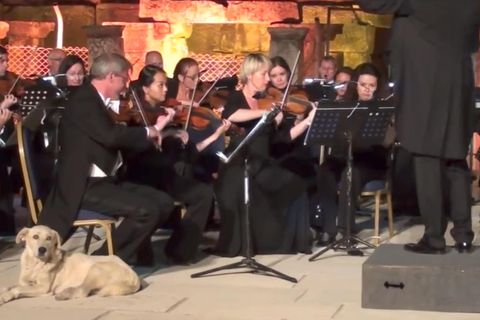 31. Izmir-Festival in der Türkei: Wie ein Hund dem Wiener Kammerorchester die Show stahl