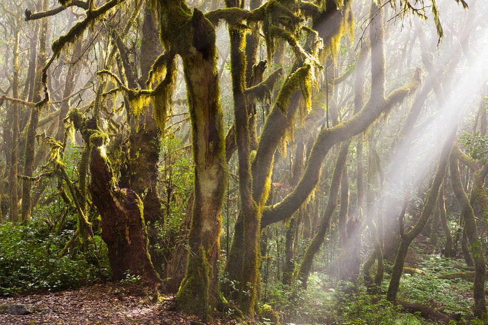 Nebelwald, La Gomera