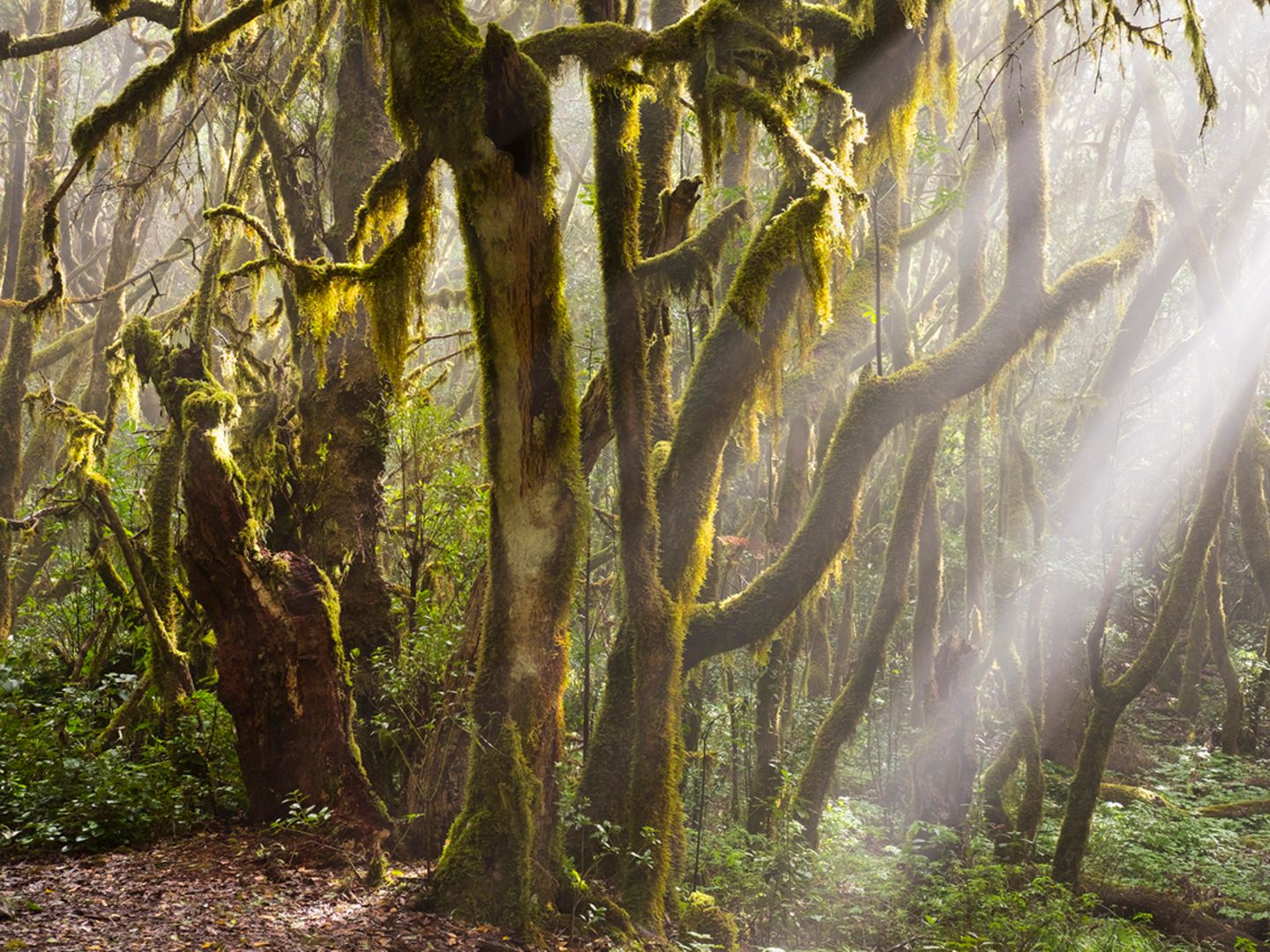 Traumort des Tages: Nebelwald auf La Gomera - [GEO]