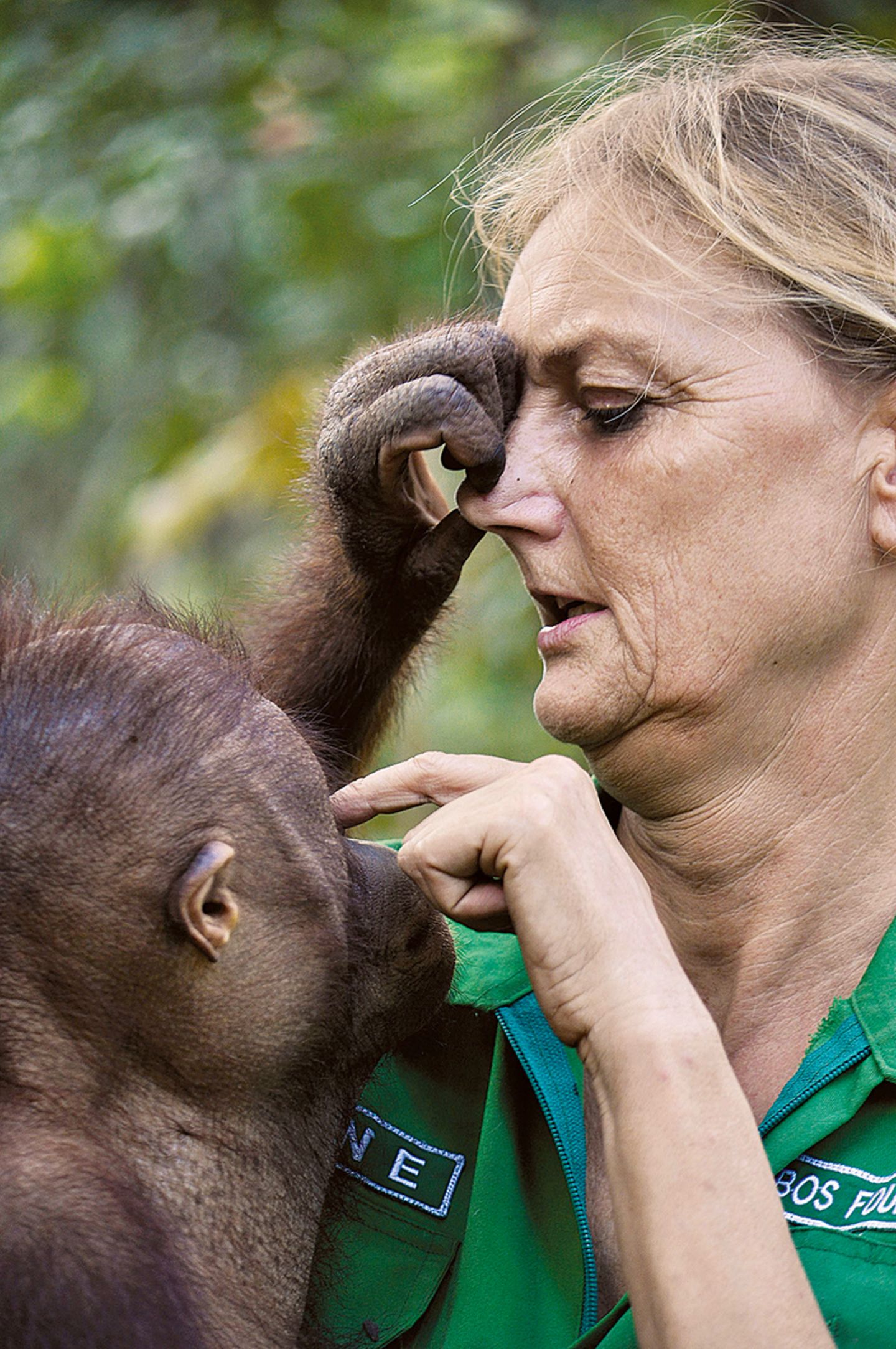 Der Lebensraum der Orang-Utans schrumpft Signe Preuschoft mit Affen im Arm