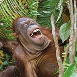 Affen beim Kitzelspiel