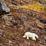 Eisbär, Spitzbergen