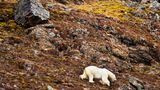 Eisbär, Spitzbergen