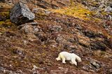 Eisbär, Spitzbergen