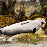 Seehund, Spitzbergen