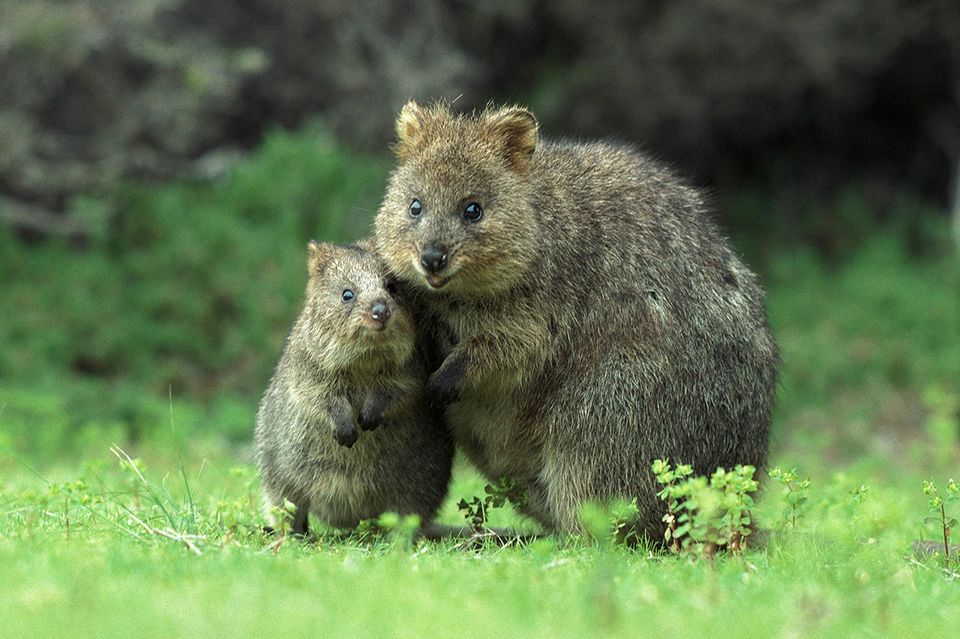 Quokka 1.4988