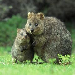Quokka