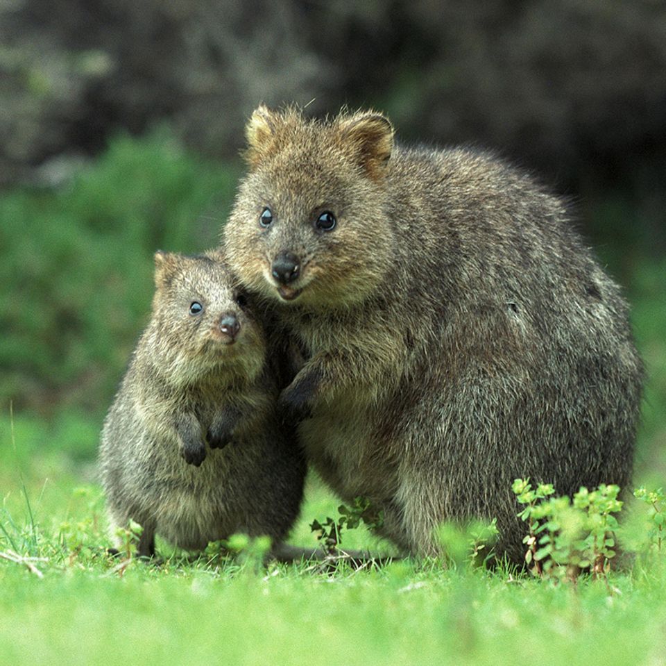 Quokka