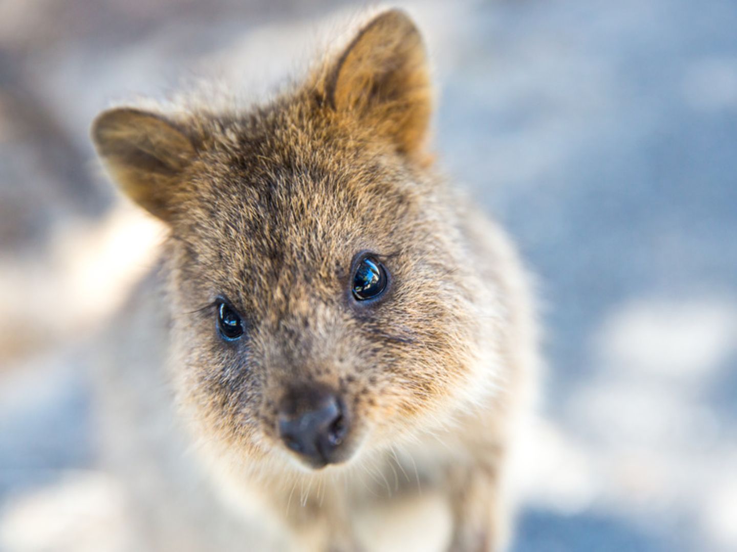 Känguru Australien: sehr niedlich Familie Kurzschwanz Quokka 
