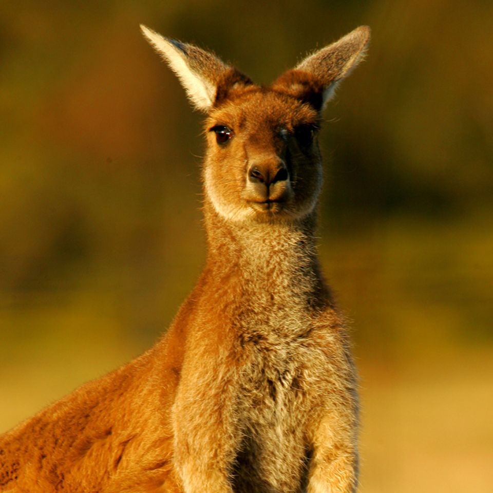 Känguru in Australien