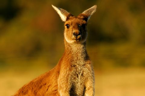 Känguru in Australien