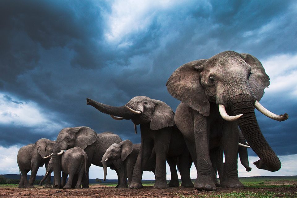 Welches Tier Kann Am ältesten Werden www.geo.de