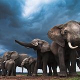 Afrikanischer Elefant