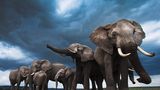 Afrikanischer Elefant