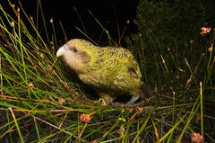 Kakapo