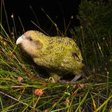 Kakapo