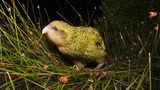 Kakapo