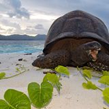 Aldabra-Riesenschildkröte