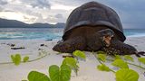 Aldabra-Riesenschildkröte