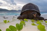 Aldabra-Riesenschildkröte