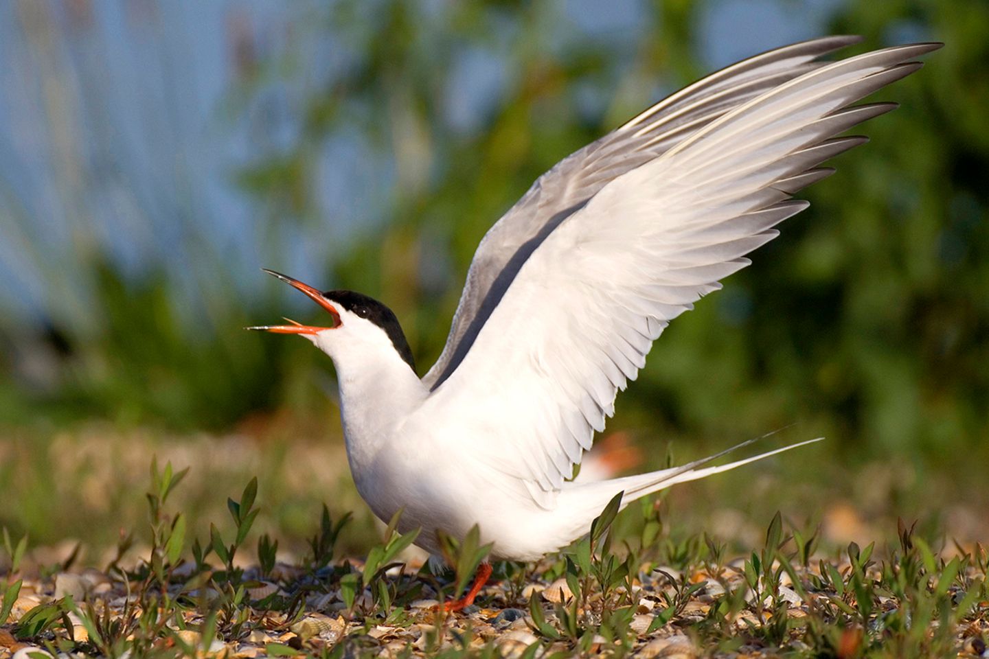 Biologie Konnen Sich Vogel Uber Artgrenzen Hinweg Fortpflanzen Geo