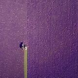 Sommer in der Provence