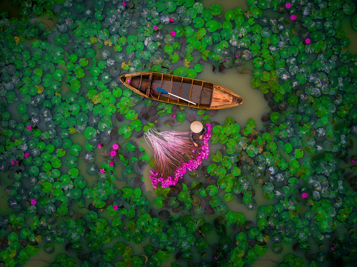 Wasserlilien in Vietnam