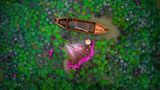 Wasserlilien in Vietnam