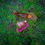 Wasserlilien in Vietnam