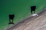 zwei Kühe und deren Schatten