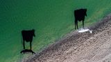 zwei Kühe und deren Schatten