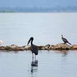 Victoriasee in Uganda