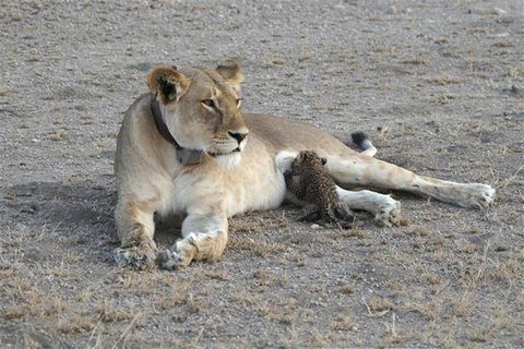 Löwin säugt Leopardenbaby