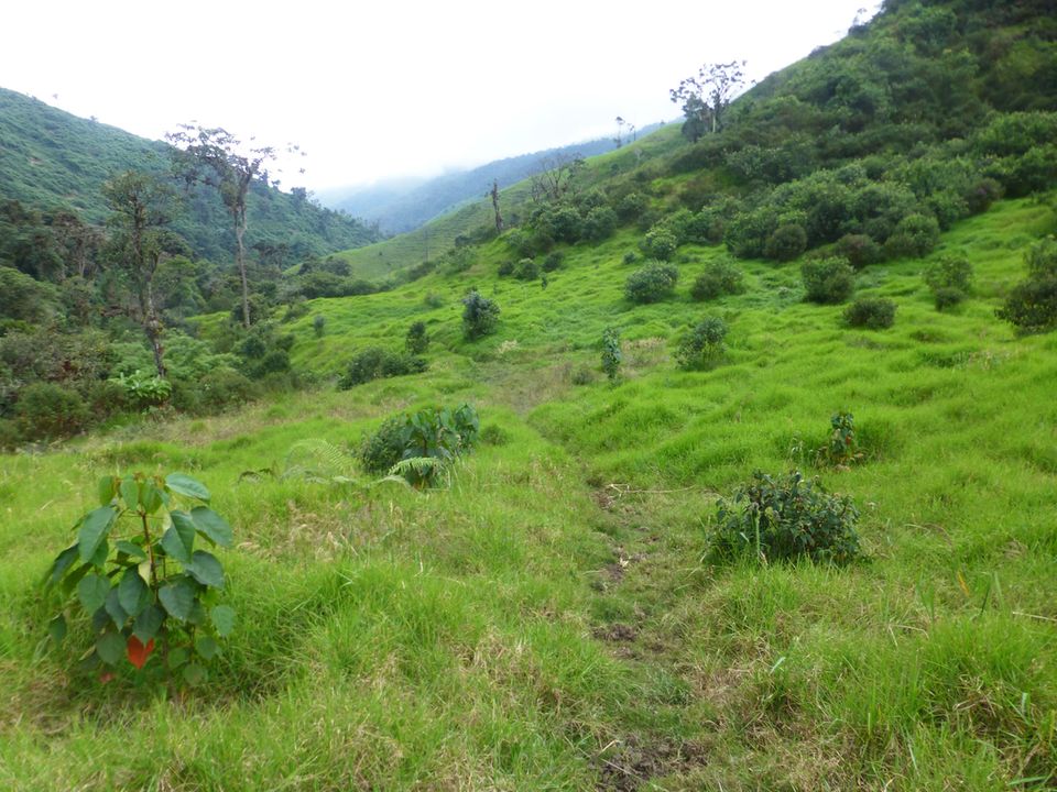 Ecuador: Aufforstungsfläche im Schutzgebiet Cuellaje im Juni 2017 – vorne links im Bild einer der Ende 2015 gepflanzten Drachenblutbäume