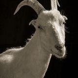 Kevin Horan, Chattel