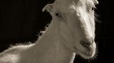 Kevin Horan, Chattel