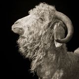 Kevin Horan, Chattel