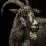 Kevin Horan, Chattel