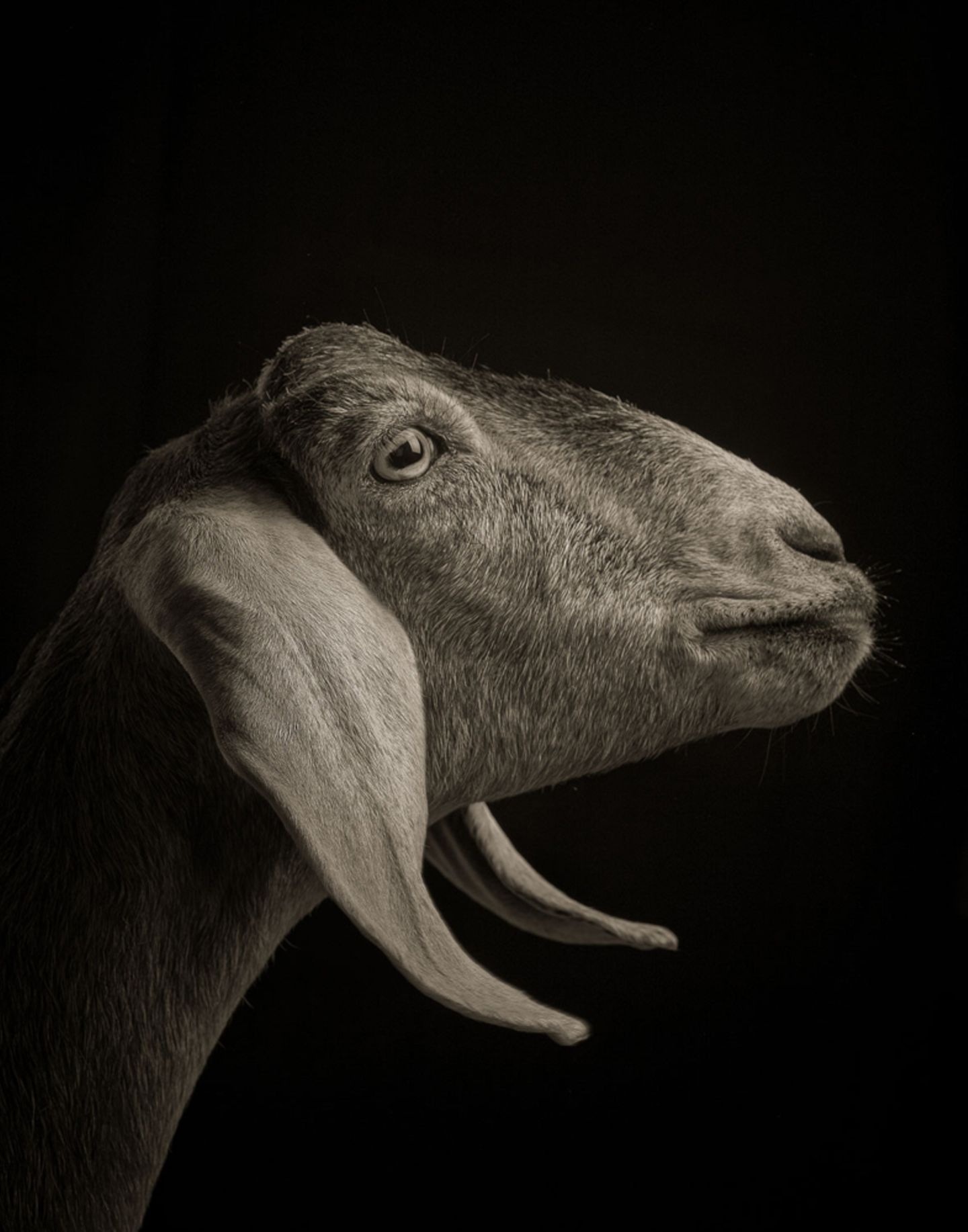 Kevin Horan, Chattel