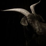 Kevin Horan, Chattel