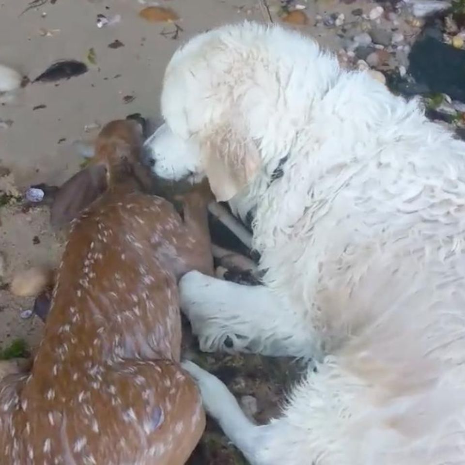 Long Island bei New York: Hund rettet Hirschkalb vor dem Ertrinken